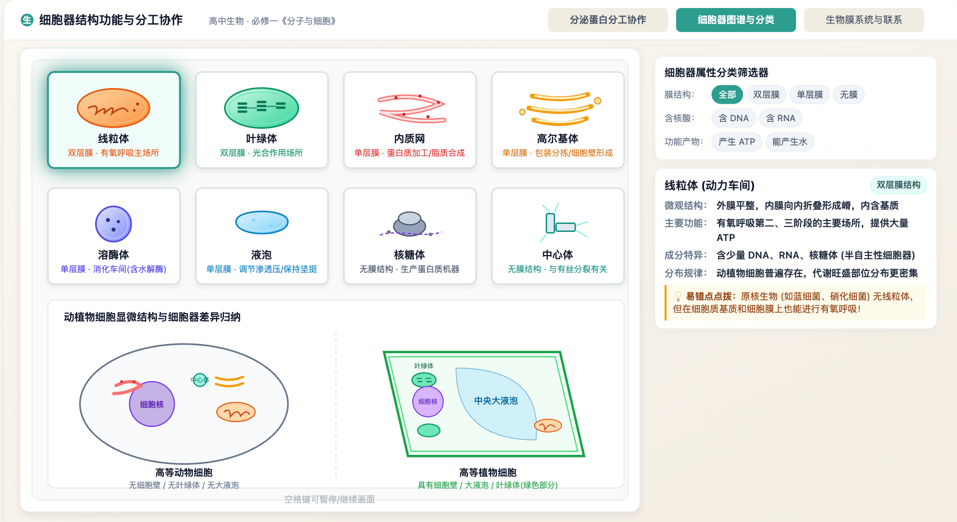 细胞器结构功能与分工协作