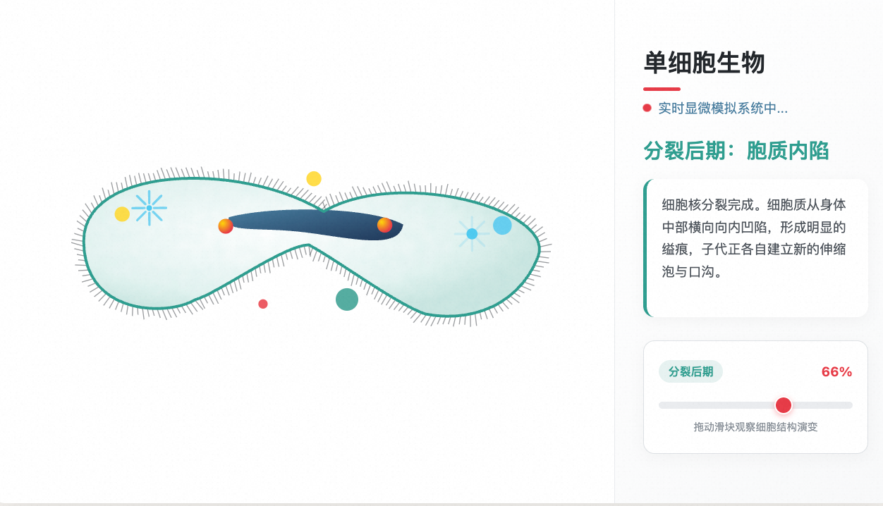 单细胞草履虫结构(带分裂)
