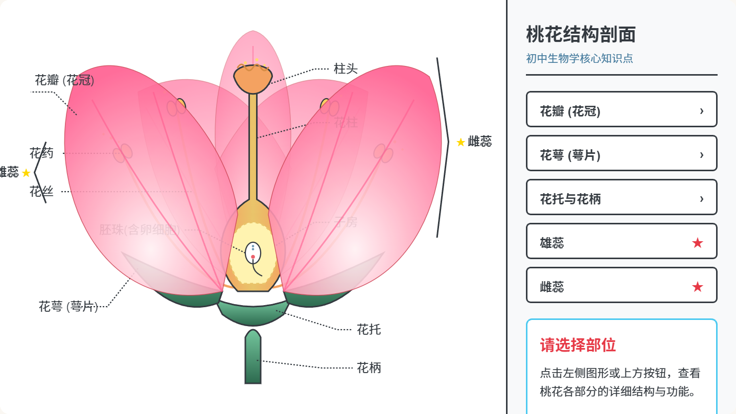 桃花结构剖面