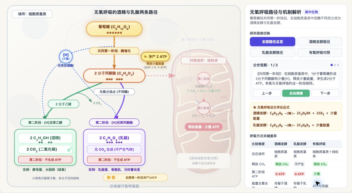 无氧呼吸的酒精与乳酸两条路径