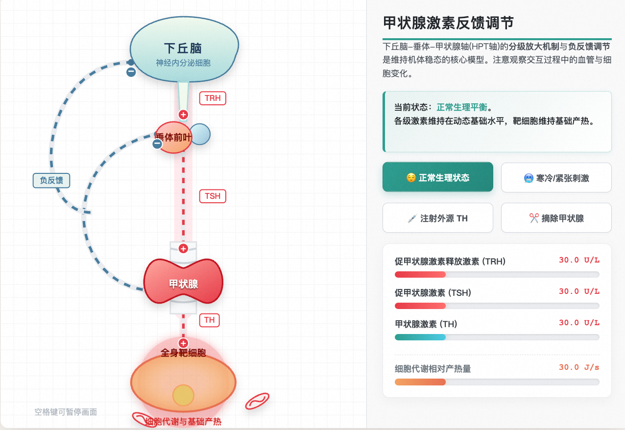 甲状腺激素分级调节与反馈环路