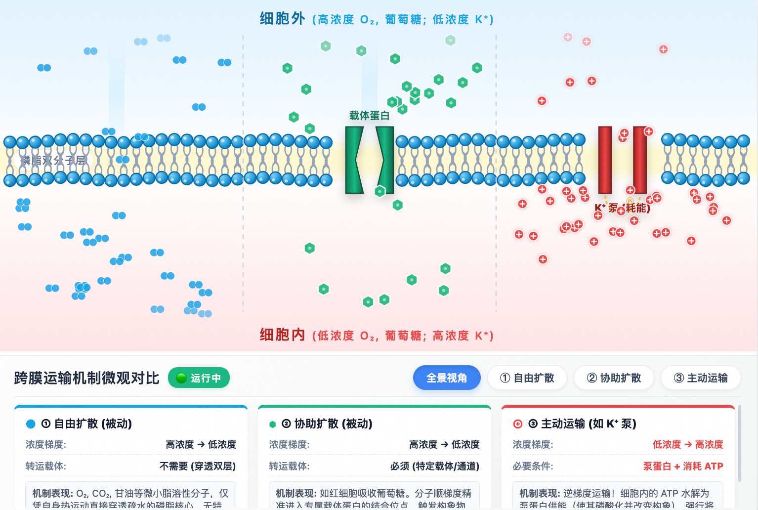 物质跨膜运输微观对比