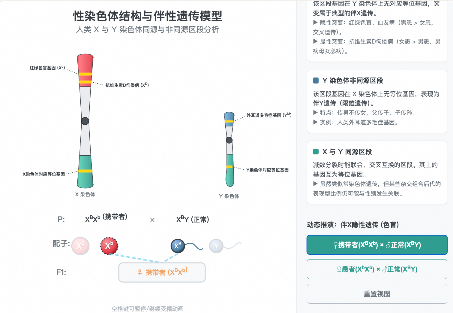 X与Y染色体结构与伴性遗传