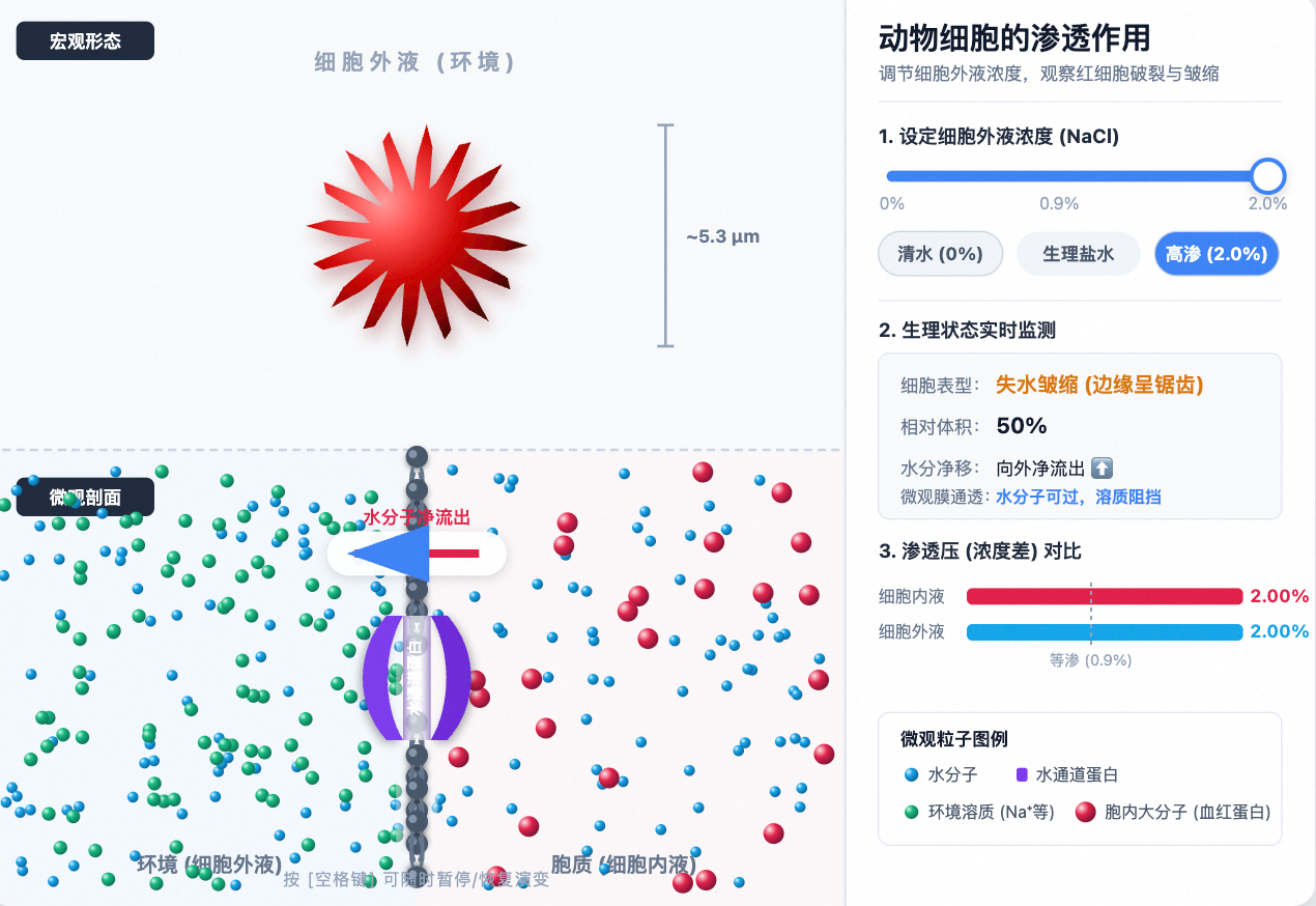 红细胞的渗透作用