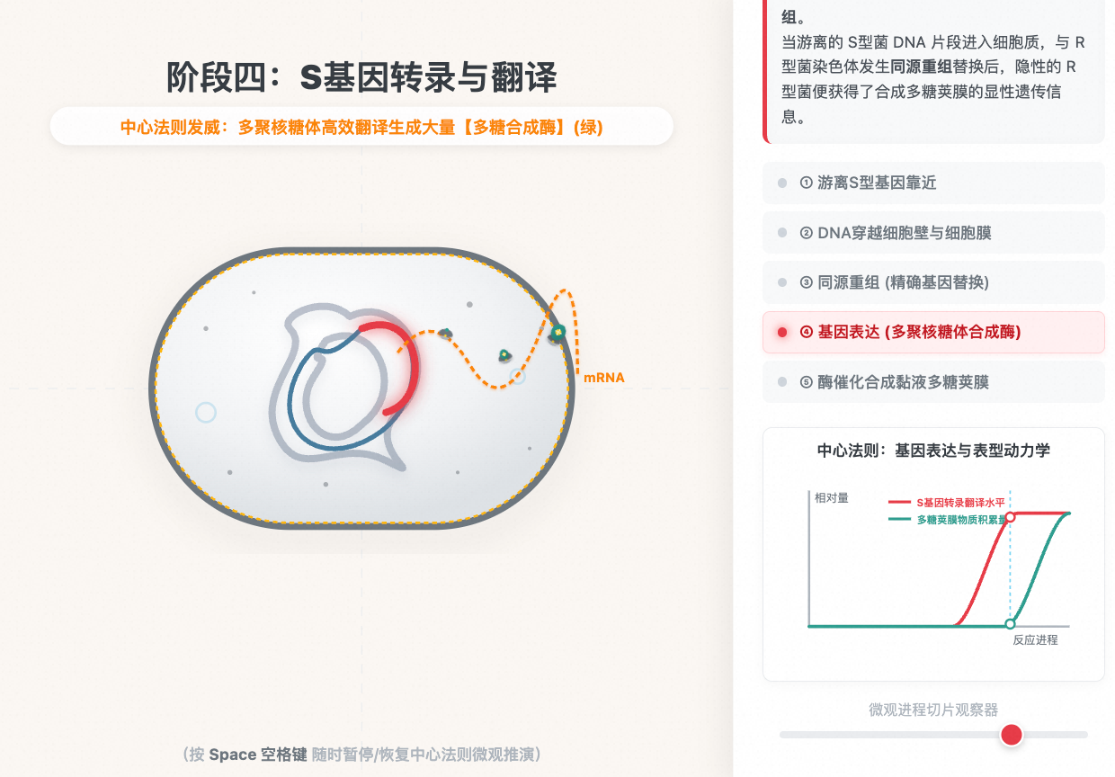 肺炎链球菌转化微观机理