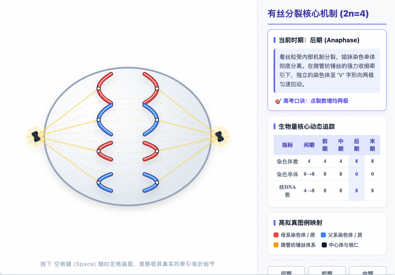 有丝分裂各时期染色体行为