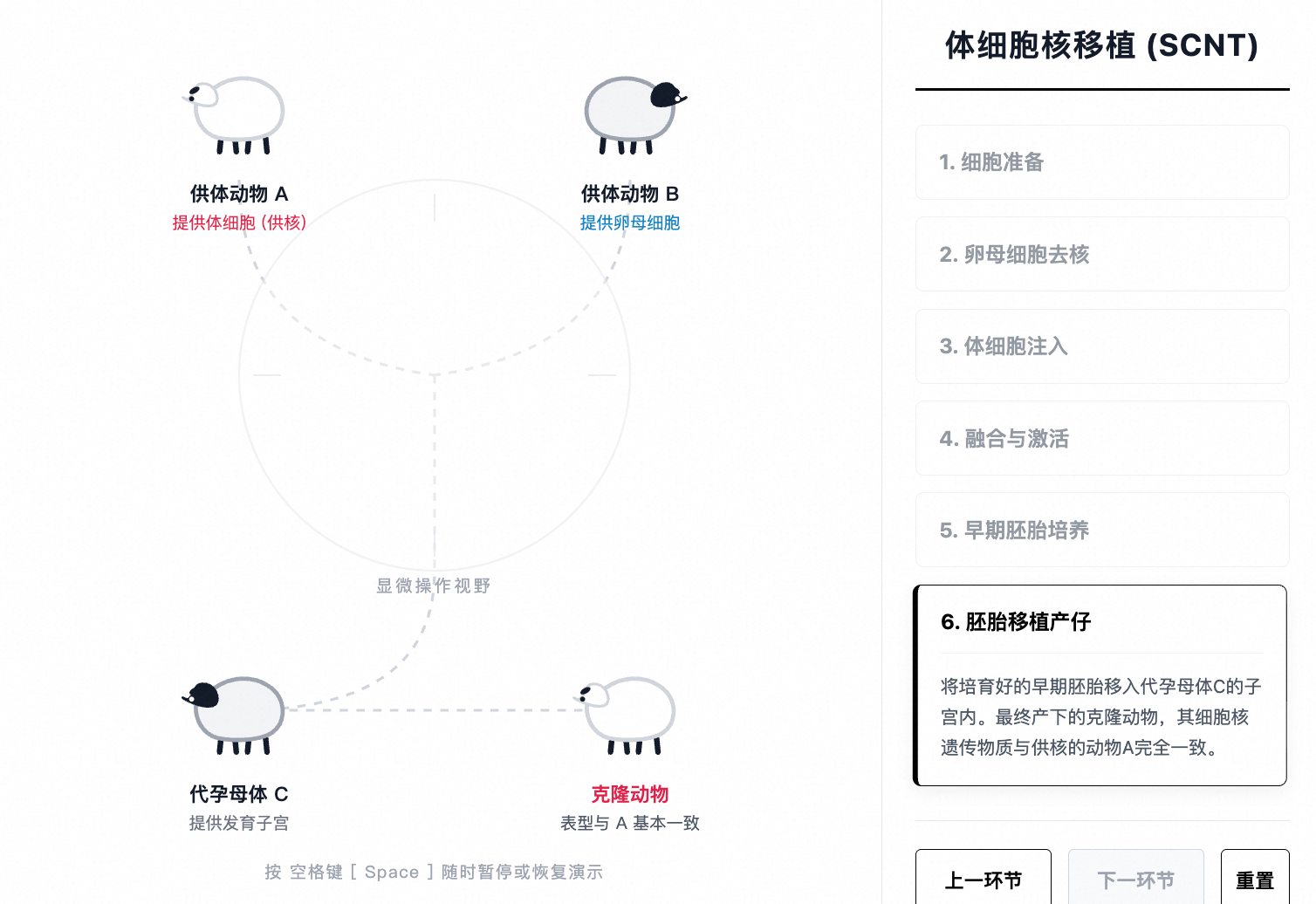动物体细胞核移植克隆过程
