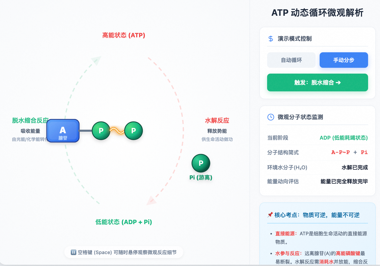 ATP与ADP高拟真动态循环