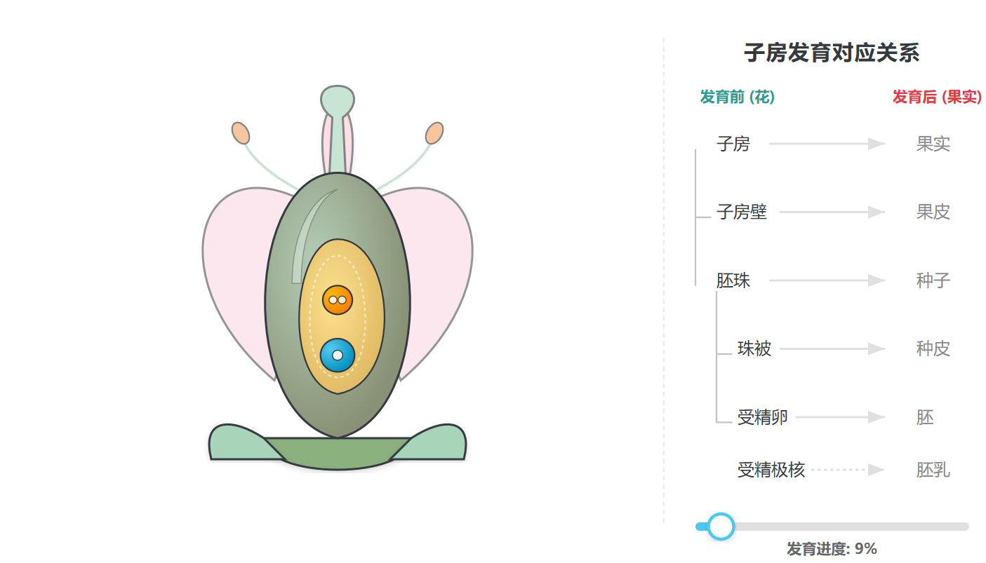 子房发育对应关系