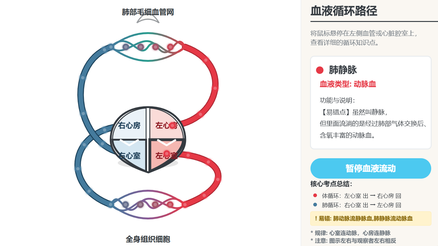 心脏血液循环路径