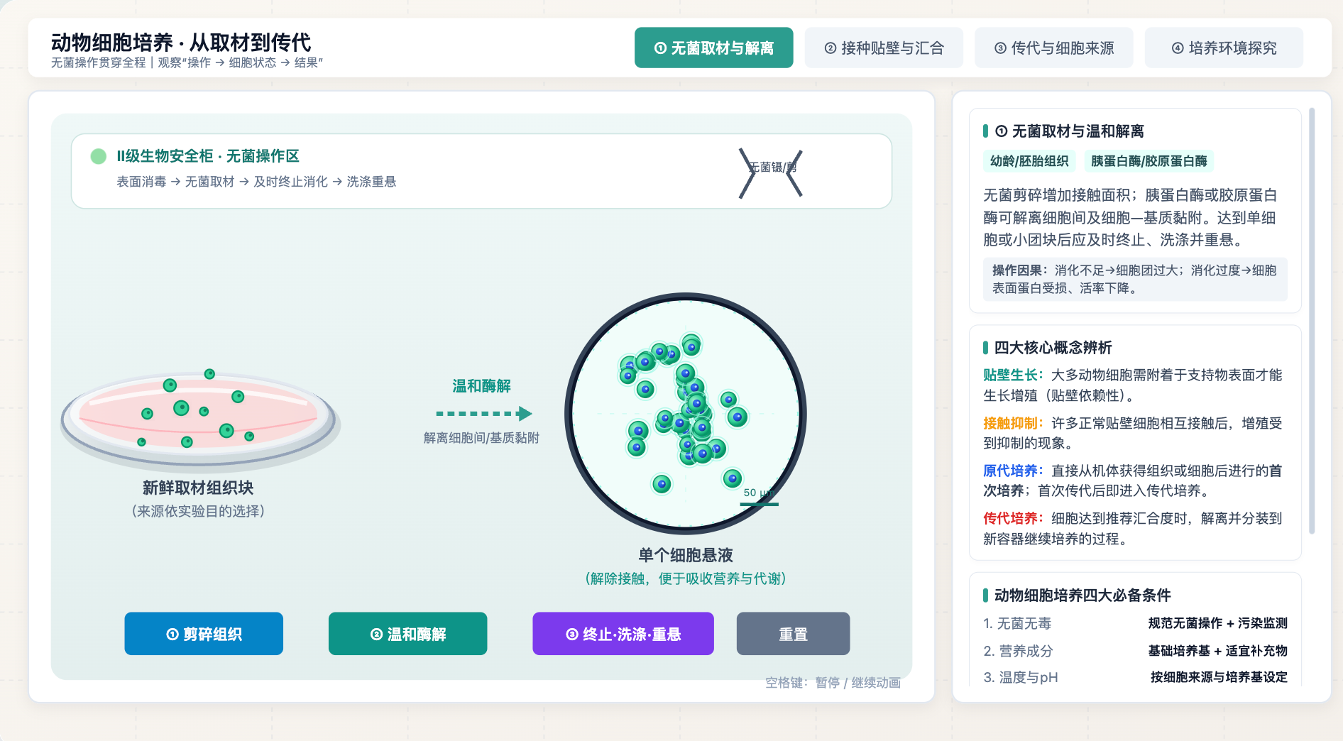 动物细胞培养