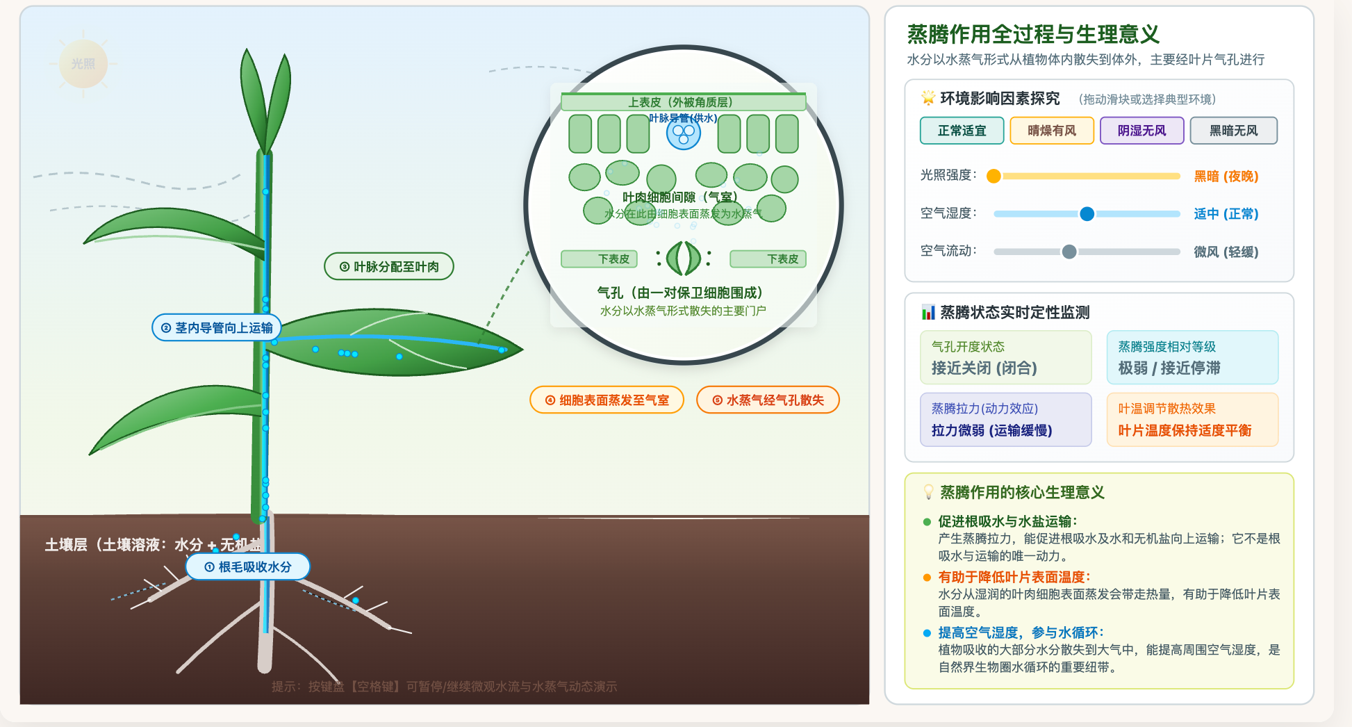 蒸腾作用全过程与意义
