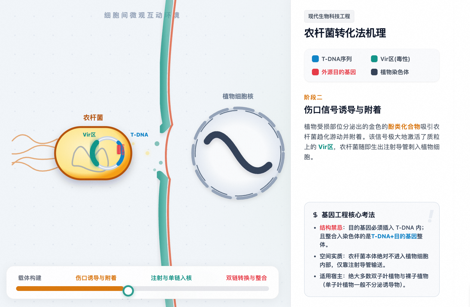农杆菌转化法微观机理