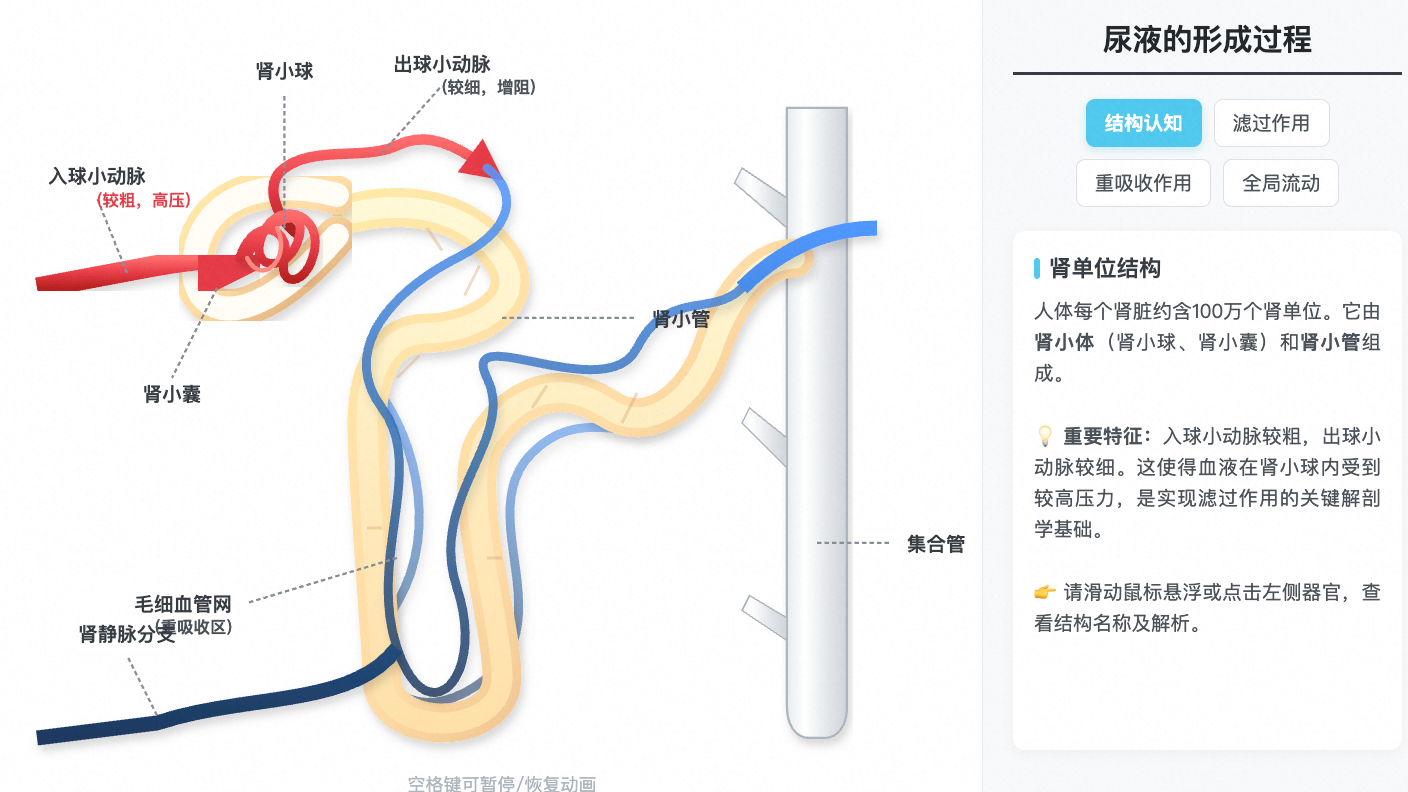 肾单位结构与尿液形成