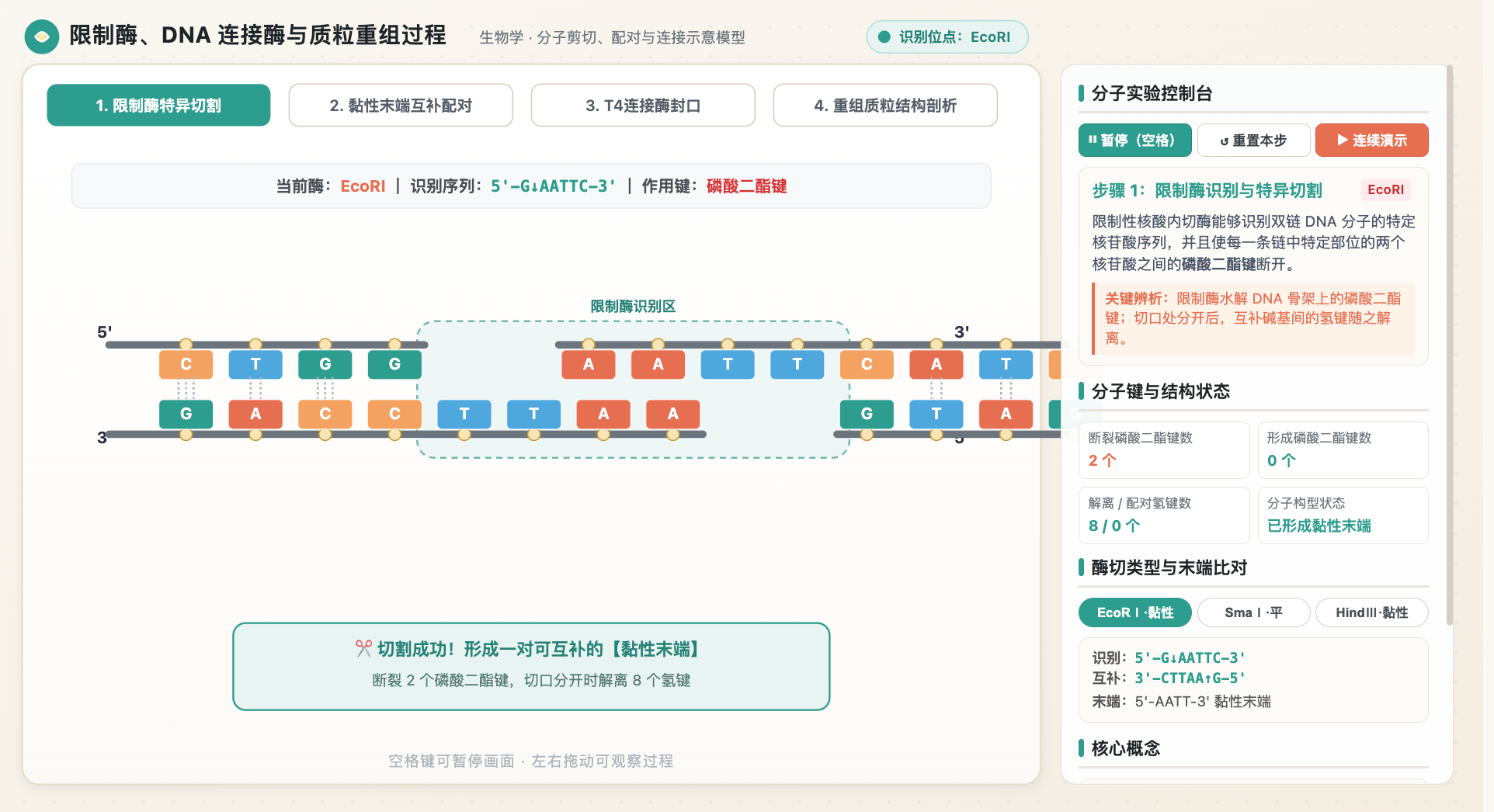 限制酶、DNA连接酶与质粒重组过程