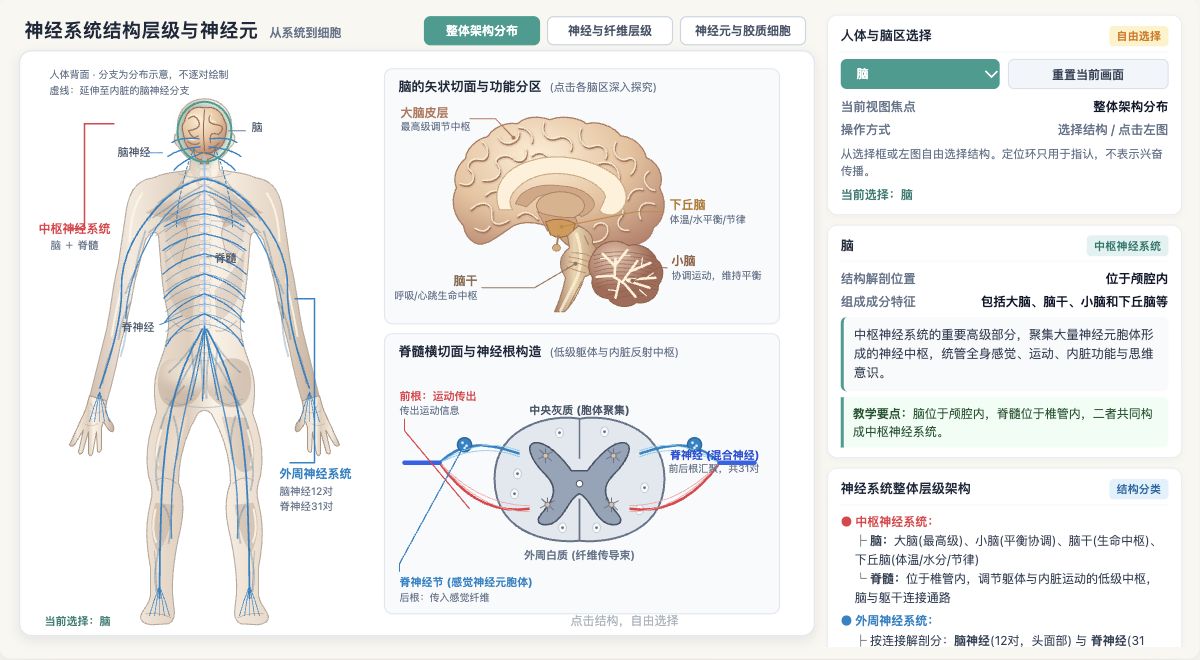 神经系统结构层级与神经元