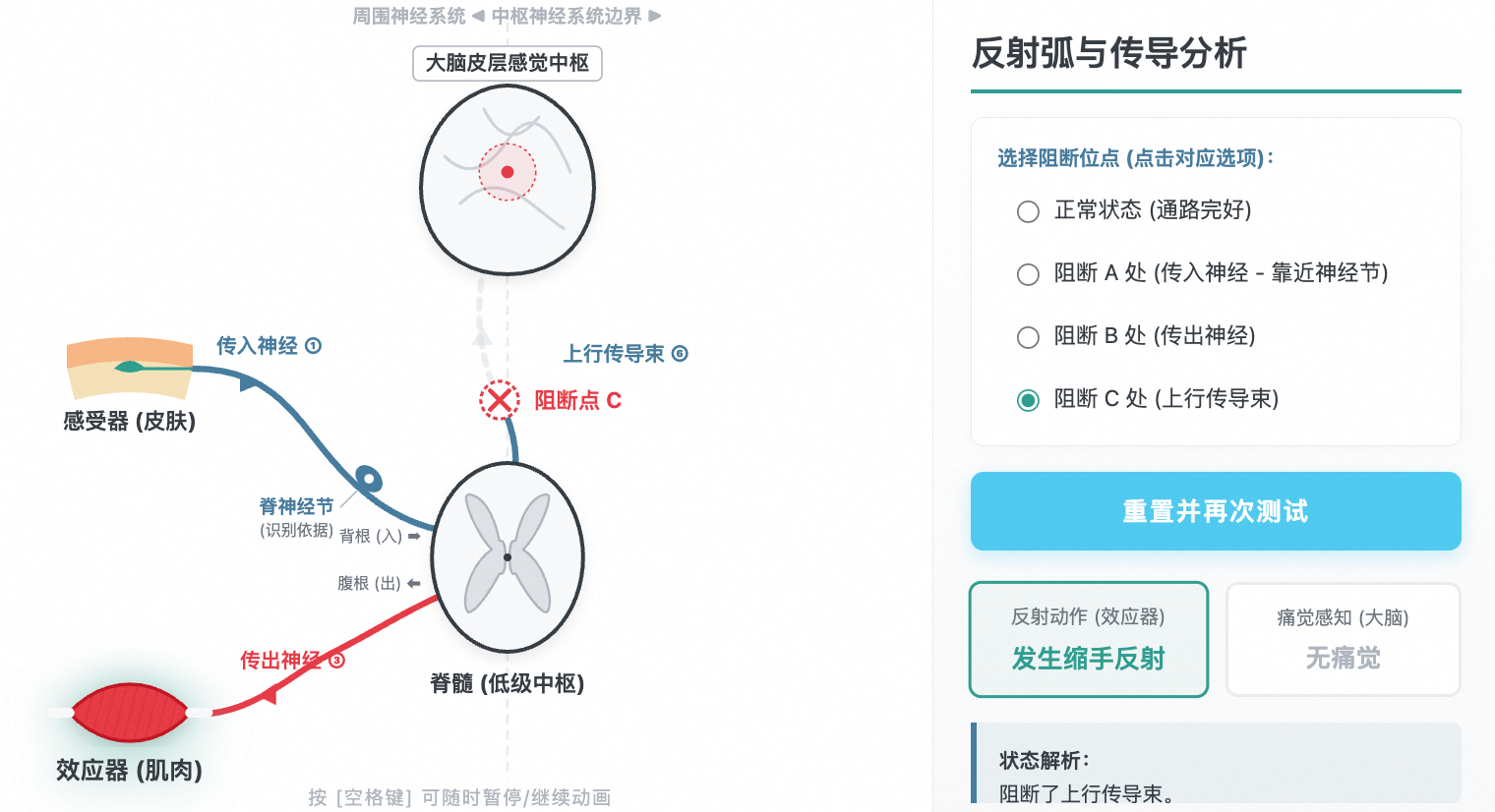 反射弧与高级神经中枢传导分析(切断节点例题)