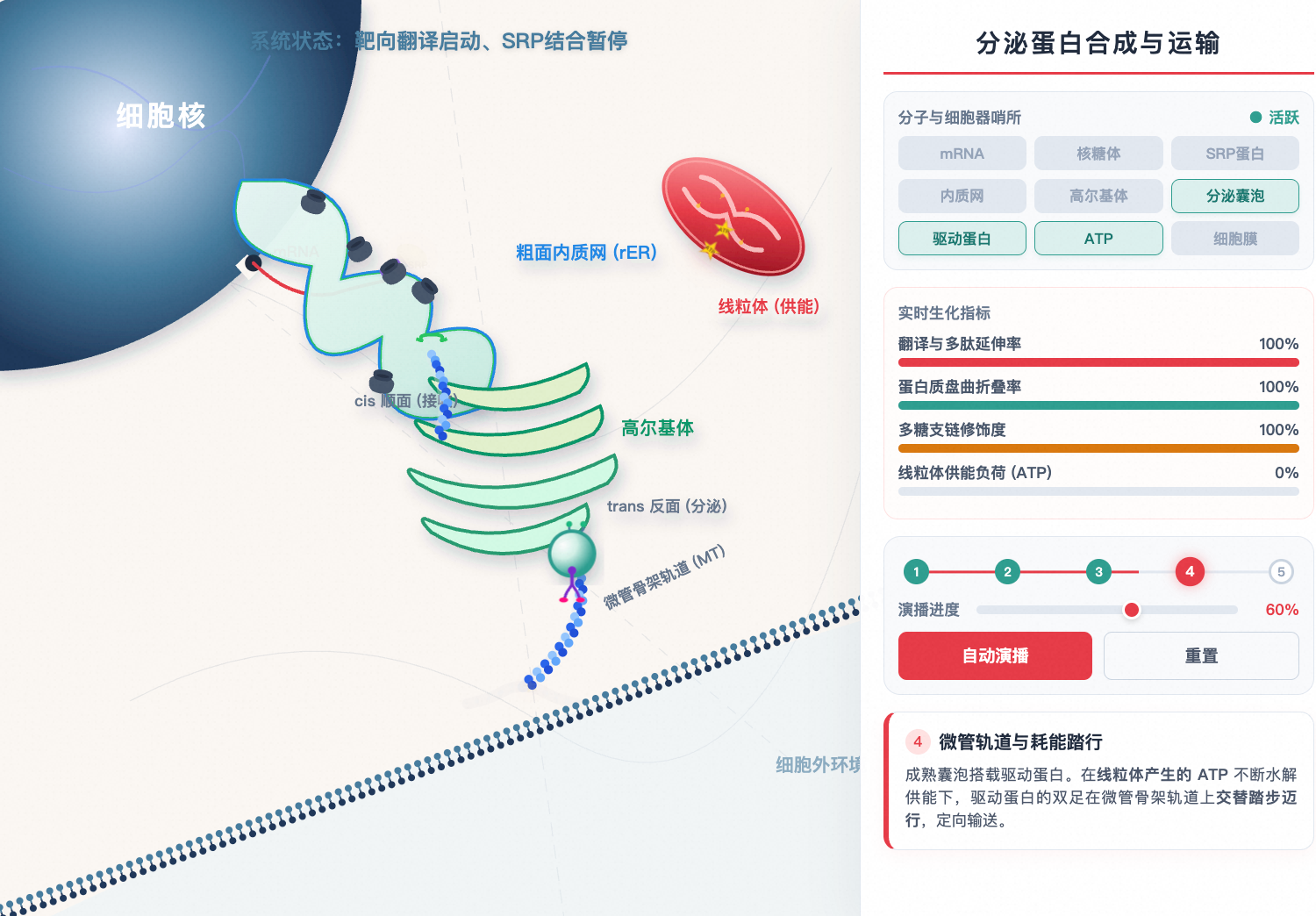 分泌蛋白合成与运输三维路径